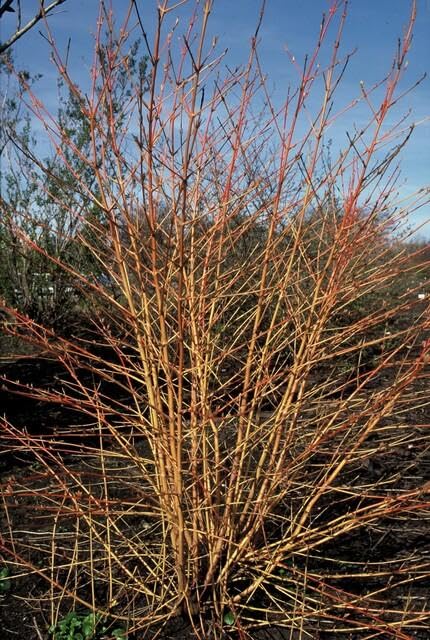 Cornus Midwinter Fire arbuste pour haie éclatante et jardin coloré même en hiver - 7