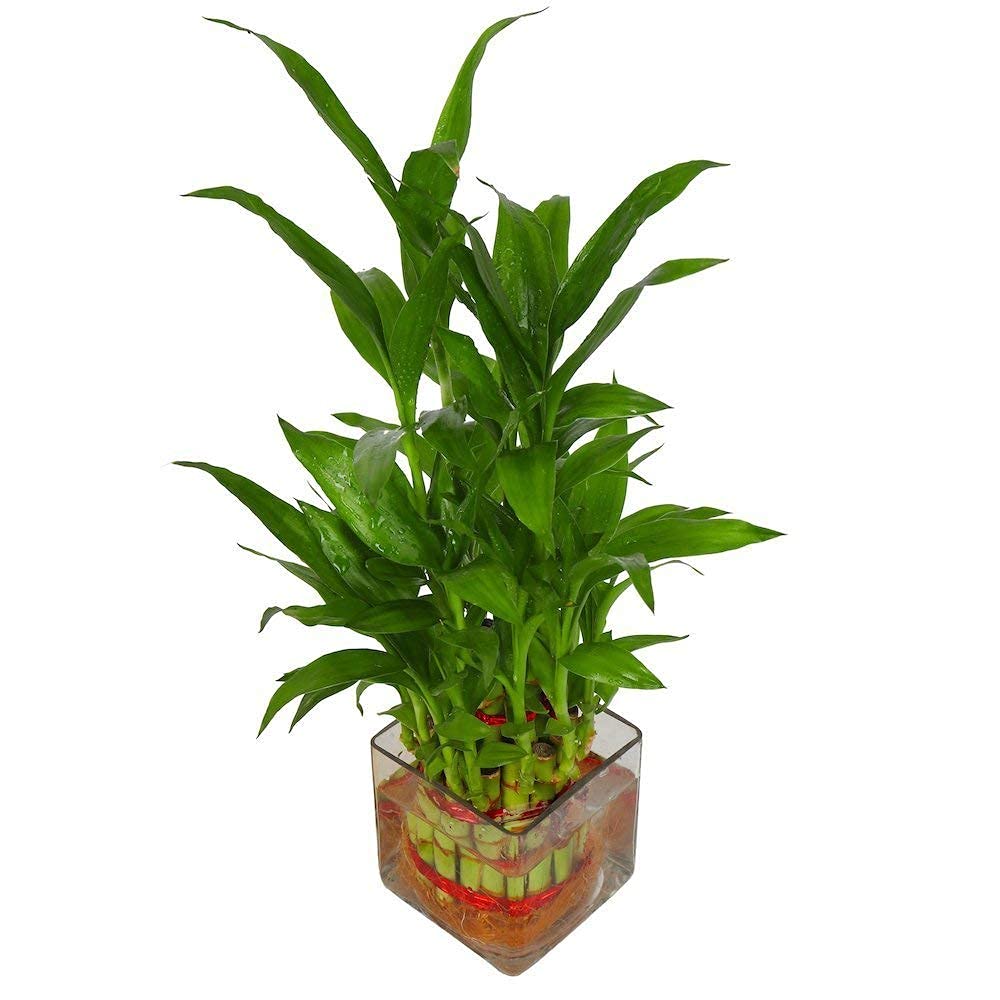 See full amazon price history chart for unmukth Two Layer Lucky Bamboo Plant with Square Glass Bowl and Colored Jelly Balls for Great Home/Office Decor unmukth Two Layer Lucky Bamboo Plant with Square Glass Bowl and Colored Jelly Balls for Great Home/Office Decor (B098NSXN7X) Amazon Price History, Amazon Price Tracker