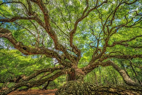 Angel Tree Fabric Panel - SSE-002, Panel is 24”X16” in Size, Quality Quilting Cotton