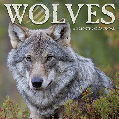 2019 Wolves Wall Calendar