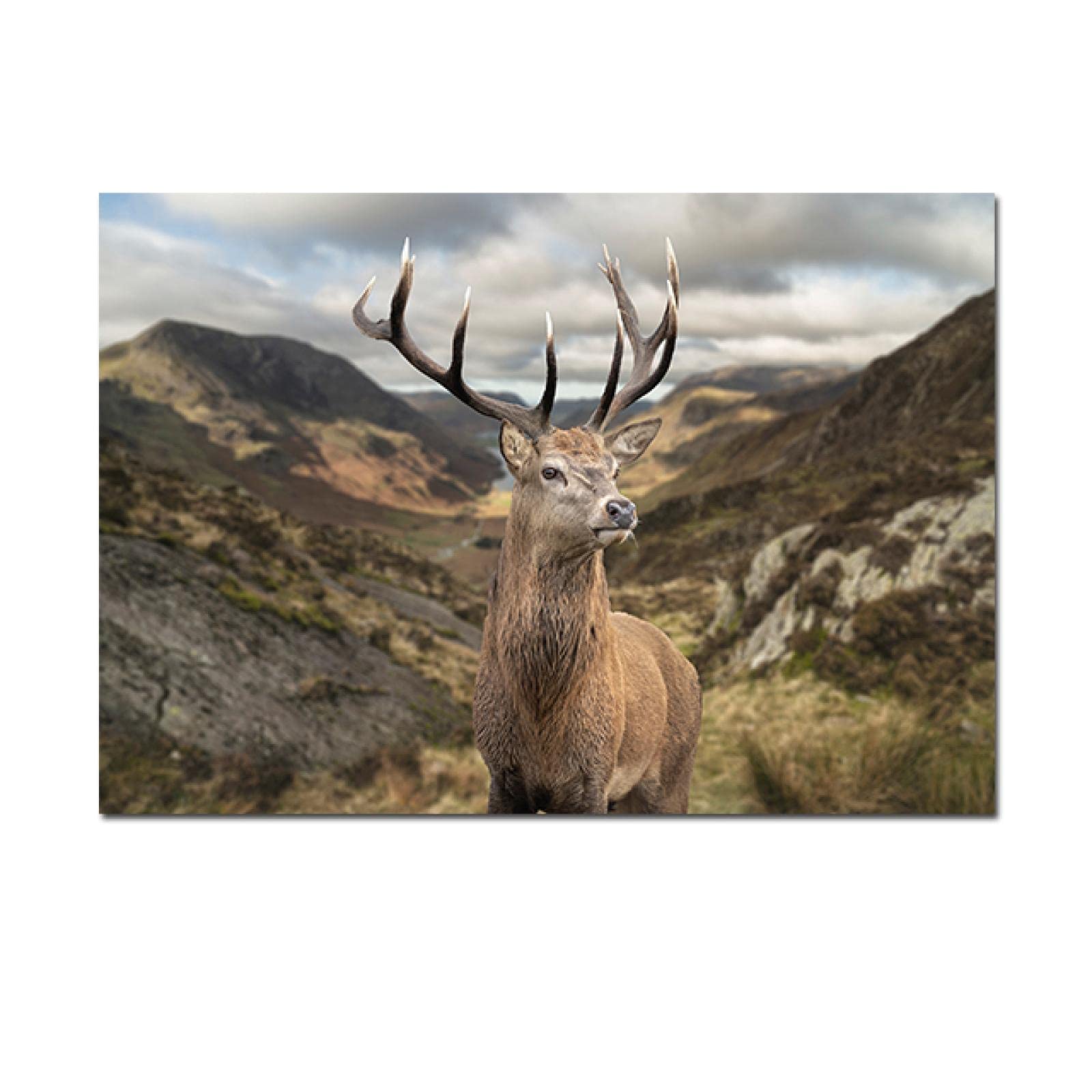 Guying Art Frameless Cute Deer In Mountain Landscape Canvas Painting Red Stag Mountain Posters Print Modern Wall Picture For Living Room 70X100cm(28X39in)