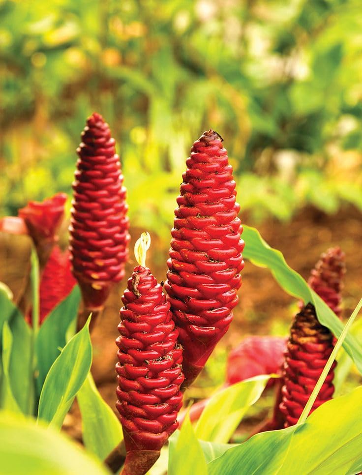 Radha Krishna Agriculture® Shampoo Ginger Flower Bulbs For Garden (Pack Of 5 bulbs) (B0DHVYS827) Amazon Price History, Amazon Price Tracker