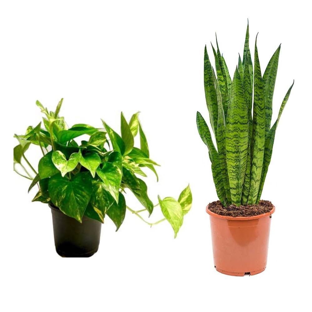 Dishita - Go green Money Plant | Snake plant | Combo Pack of 2 plants | Indoor Plants | Bedroom Plants | Air prifier Plant (B0D3FDNKKW) Amazon Price History, Amazon Price Tracker