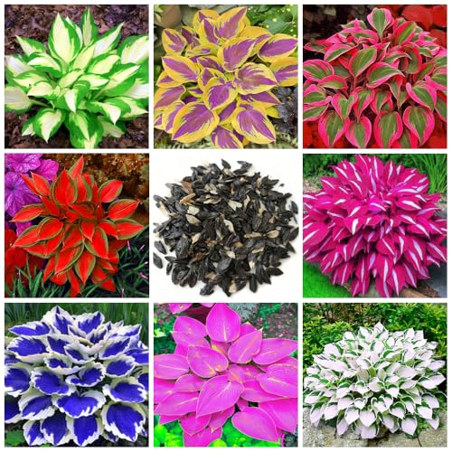 200+ Mix Hosta - Bassa manutenzione e alto valore ornamentale