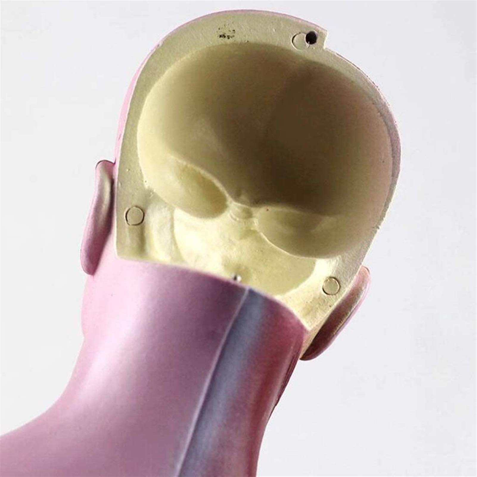 Model studyjny 28CM Mini Model anatomiczny tułowia Model anatomiczny do nauki w klasie Wyświetlacz Model medyczny, modele medyczne i materiały edukacyjne