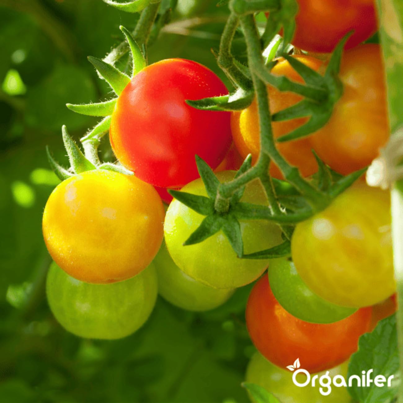 Pack Semillas De Tomate
