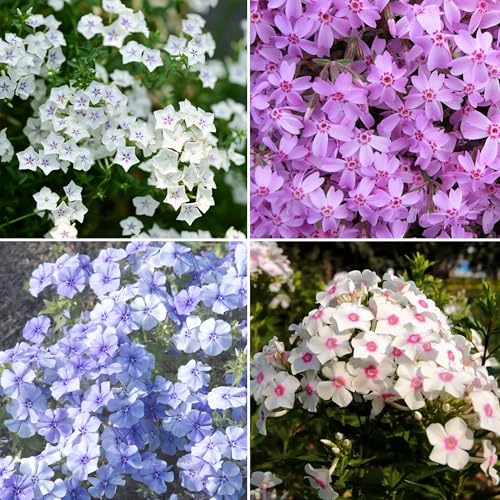 Mixrug Mix Creeping Dwarf Phlox Seeds for Planting, 1000+pcs Perennial Creeping Phlox Flower Seeds Ground Cover Plants, Non-GMO Heirloom Beauty Dwarf Flowers for Home Garden Outdoors