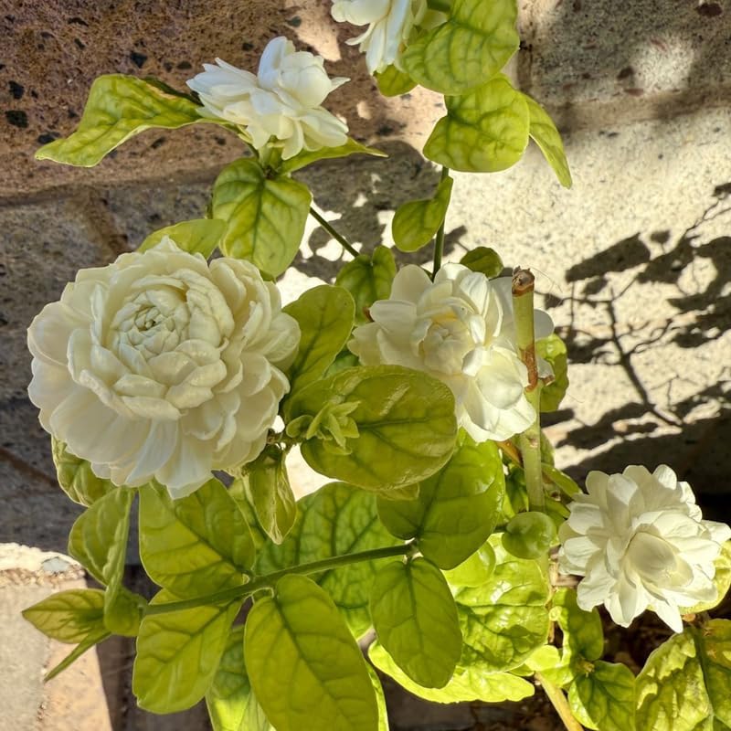 Jasmine Plant Live - Grand Duke Jasmine | 4–5 Inch Tall | Jasmine Plant Indoor Live with White Blooms | Easy-Care Jasmin Plant for Home Decoration | Ideal for Living Spaces & Plant Collections