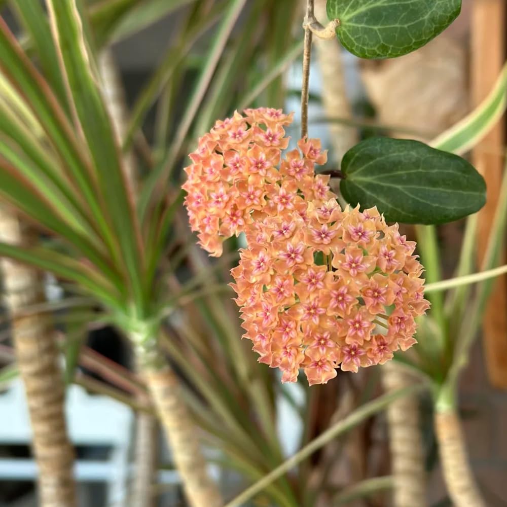 Hoya de interior resistentes: el pack de 5 plantas fáciles de cuidar para decorar balcones