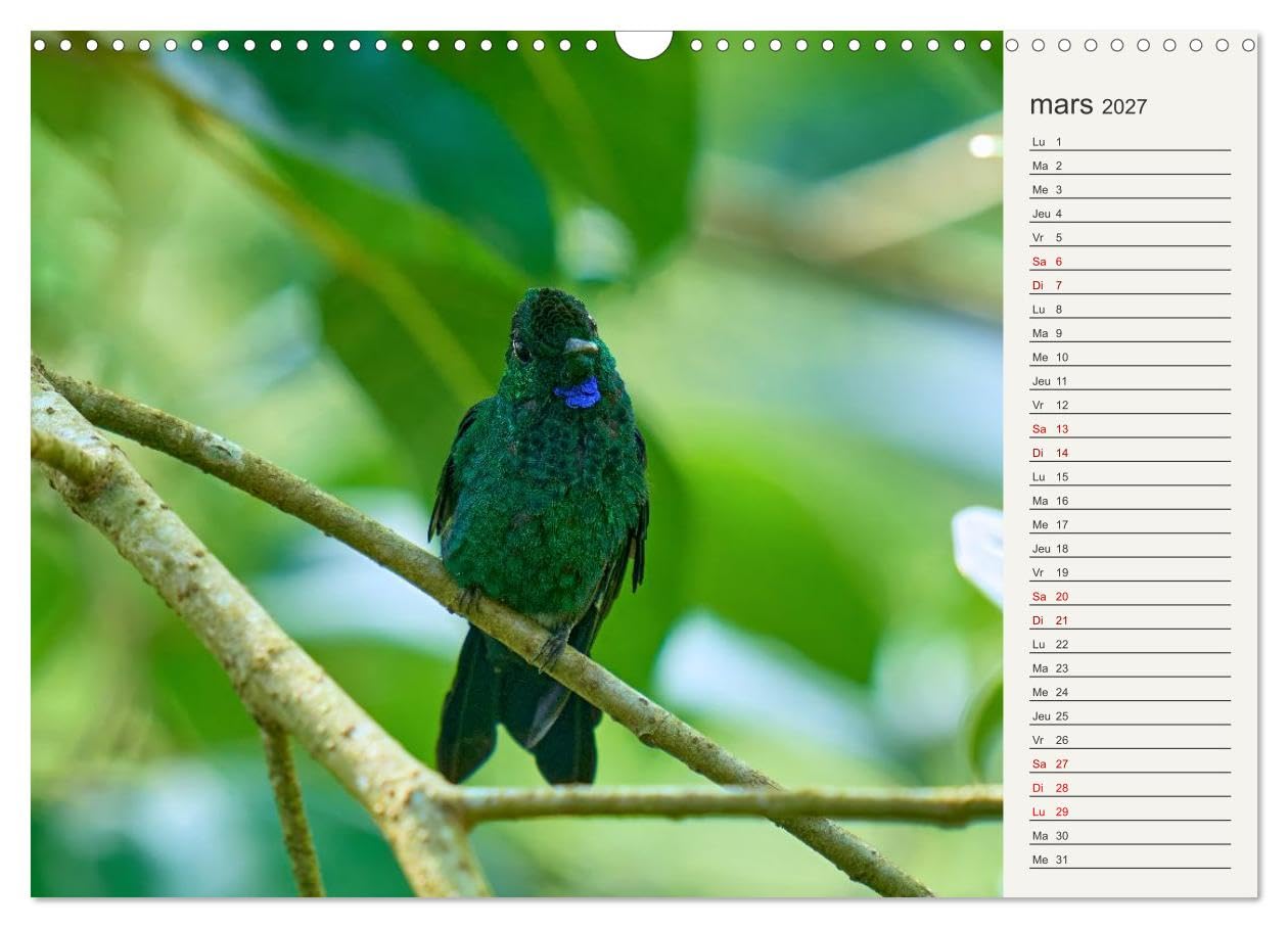Colibris - éclats de nature (Calendrier mural 2027 DIN A3 vertical), CALVENDO calendrier mensuel: Joyaux de la forêt tropicale