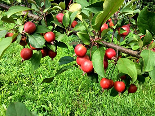 20 Paradise Apple Tree Seeds | Malus Pumila Fruit Seeds #TOP4