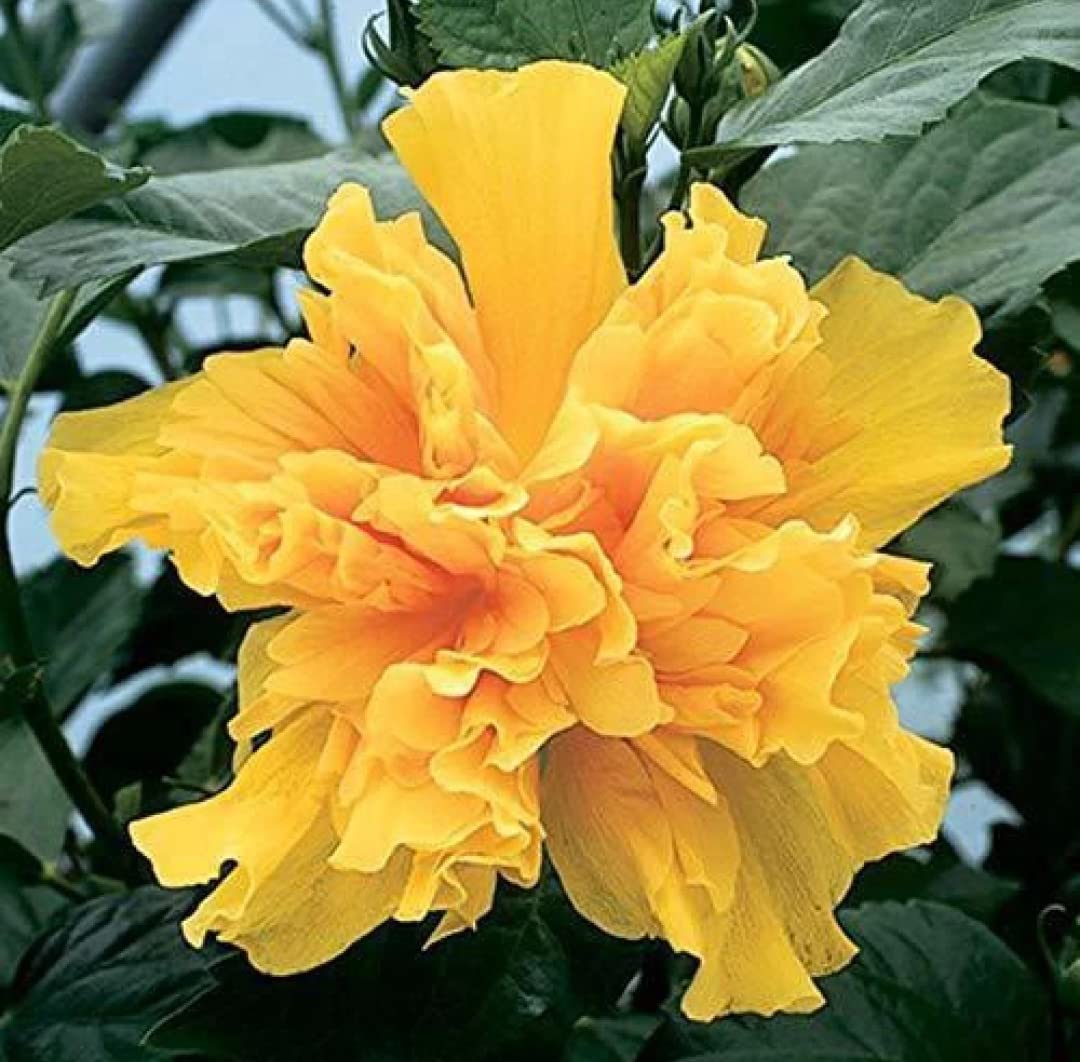 Balbasaur Live Gudhal/Hibiscus Yellow Double Flower Plant with Pot (B0C2MW3K1C) Amazon Price History, Amazon Price Tracker