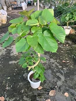 <引き取り限定> ウンベラータ　外鉢付き　180cm 引き取り限定> ウンベラータ 外鉢付き 180cm 2025年最新