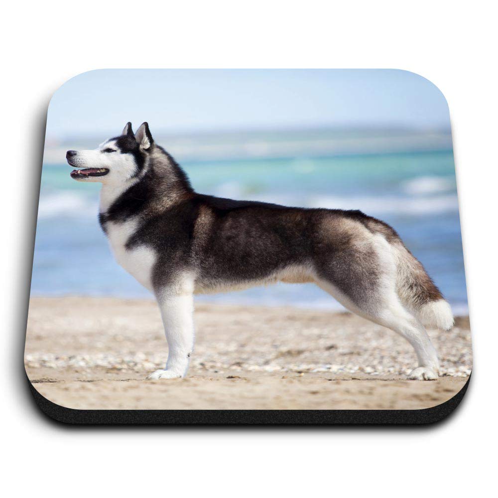 Destination Vinyl Ltd Multicolor 1 X Square Mdf Fridge Magnet - Husky Dog Puppy Pets Animals 8624