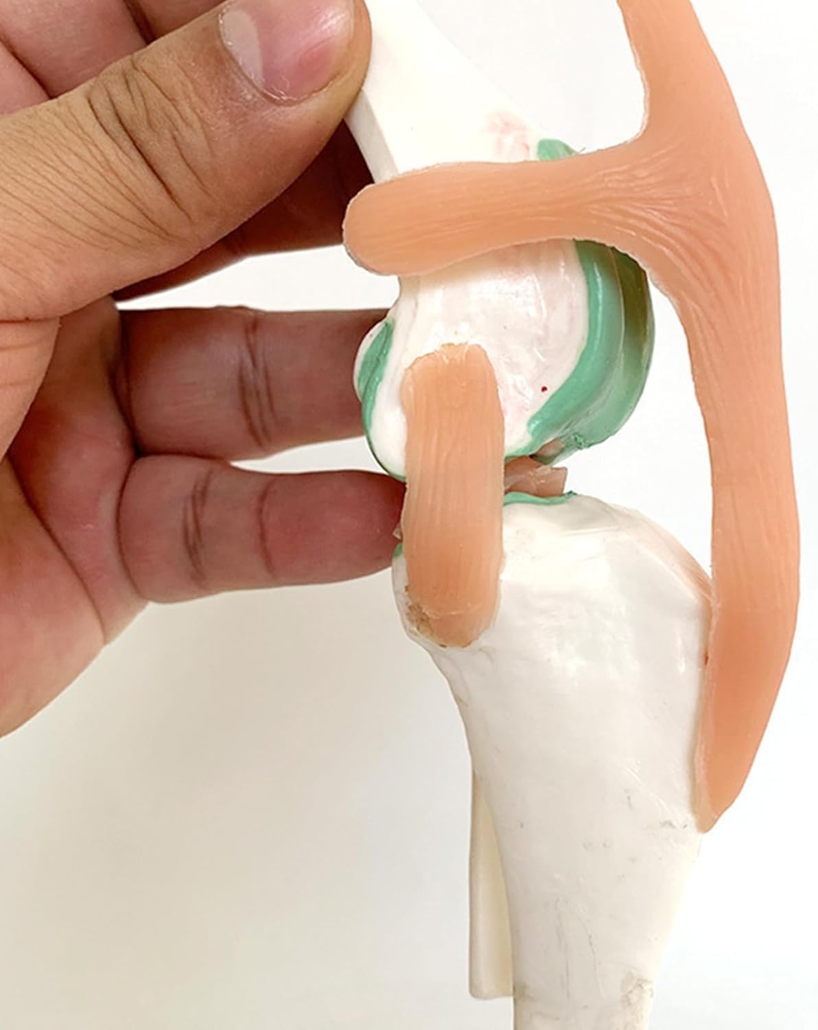 Model Anatomiczny Stawu Kolanowego Psa, Modele Anatomiczne Kolana Psa, Model Kolana Kolana Psa, Sztuczny Szkielet Stawu Psa Z PVC W Naturalnym Rozmiarze Dla Nauczania Weterynaryjnego I Kliniki Dla