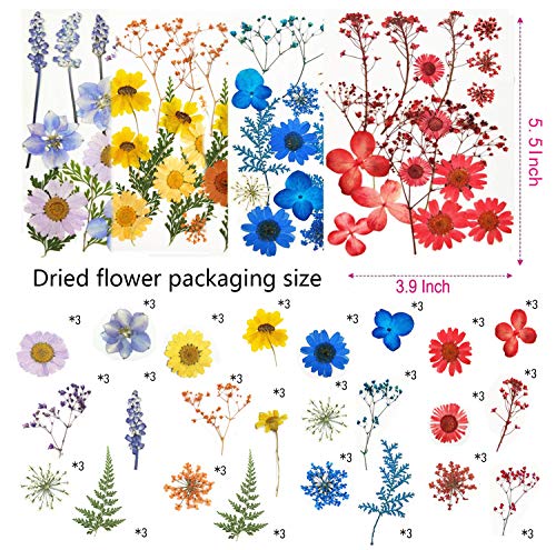Anpintai Real Dried Pressed Flowers Leaves Petals For Crafts, Dried Flowers For Resin Art Floral Decors,Colorful Pressed Flowers Daisies For Candle Jewelry Nail Pendant Crafts Making (Colorful) #TOP1