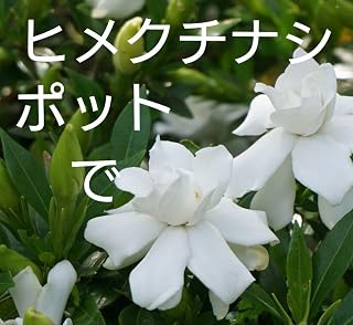 V希少、ポットで クチナシ 姫クチナシ コクチナシ ヒメクチナシ 苗 ミニ盆 ガーデニング 園芸用品