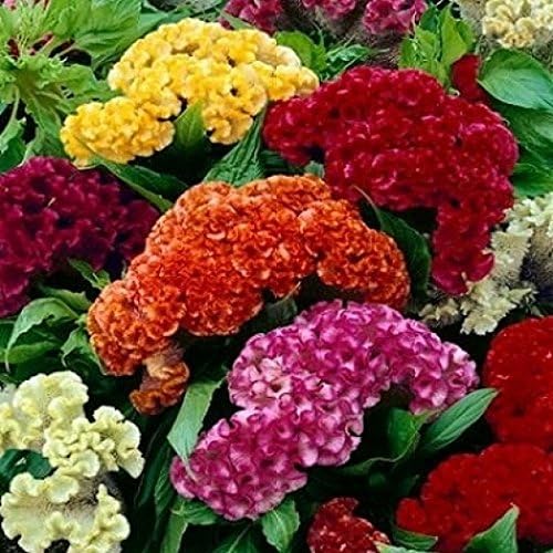Non GMO Bulk Celosia Seeds - Cristata Mix Celosia cristata (5 lbs)