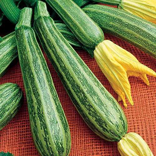 Amazon.com : Seeds Zucchini Gren Tiger Heirloom Vegetable for