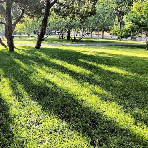 semillas de césped resistentes al invierno Plantas decorativas para jardín de hierbas de interior macetas plantas raras -Serie Plantas Raras- planta de balcón semillas de plantas 100pcs