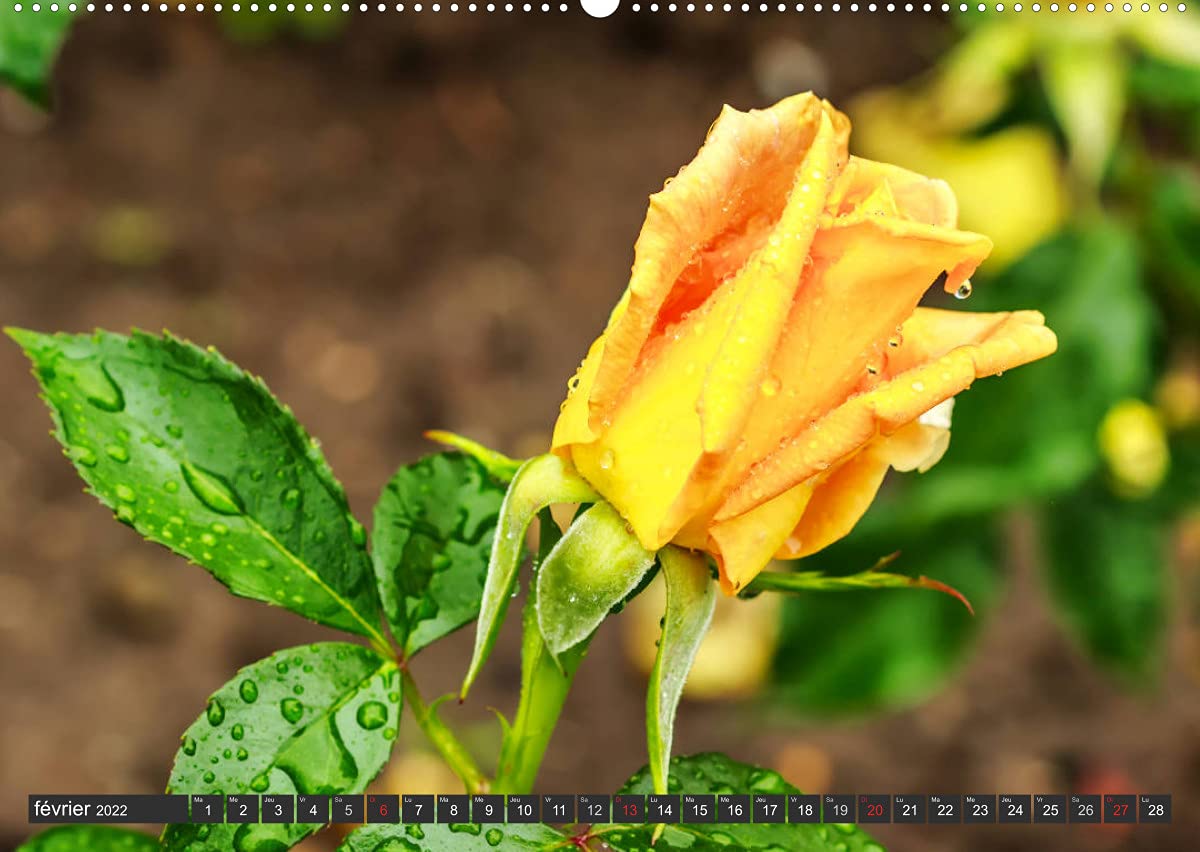 Contemplation florale (Premium, hochwertiger DIN A2 Wandkalender 2022, Kunstdruck in Hochglanz): La contemplation d'une fleur est un des premiers ... de notre âme. (Calendrier mensuel, 14 Pages )