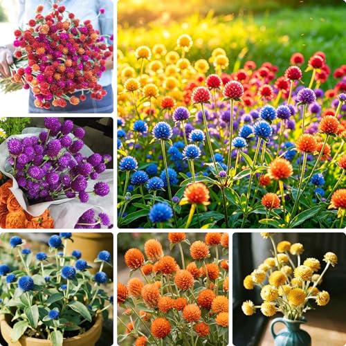 1000 Gomphrena Gobosa Flower Seeds Annual Globe Amaranth Seed for Planting Non-GMO Heirloom Gomphrena Gobosa Flower Seeds for Home Garden Outdoor