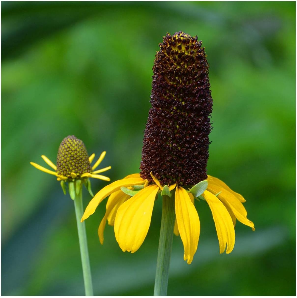 Everwilde Farms - 1 Oz Great Coneflower Native Wildflower Seeds - Gold Vault