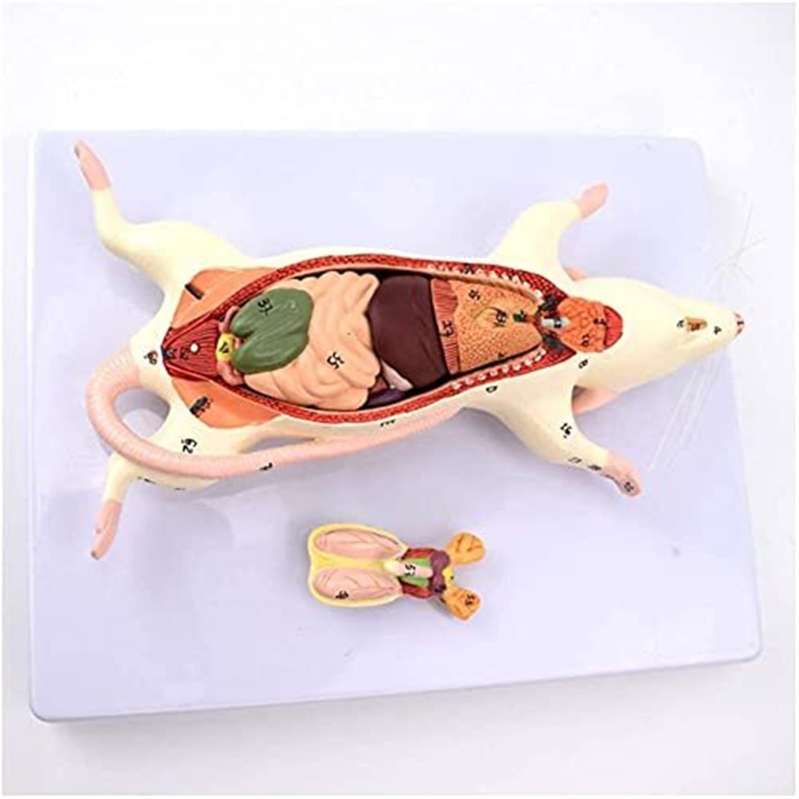 Maus Ratte Innere Organstruktur Anatomiemodell Organismus Lehrmodell Anatomisches Tiermodell Maus Anatomisches Modell Maus Anatomisches Modell Die Anatomie der Mausorgane