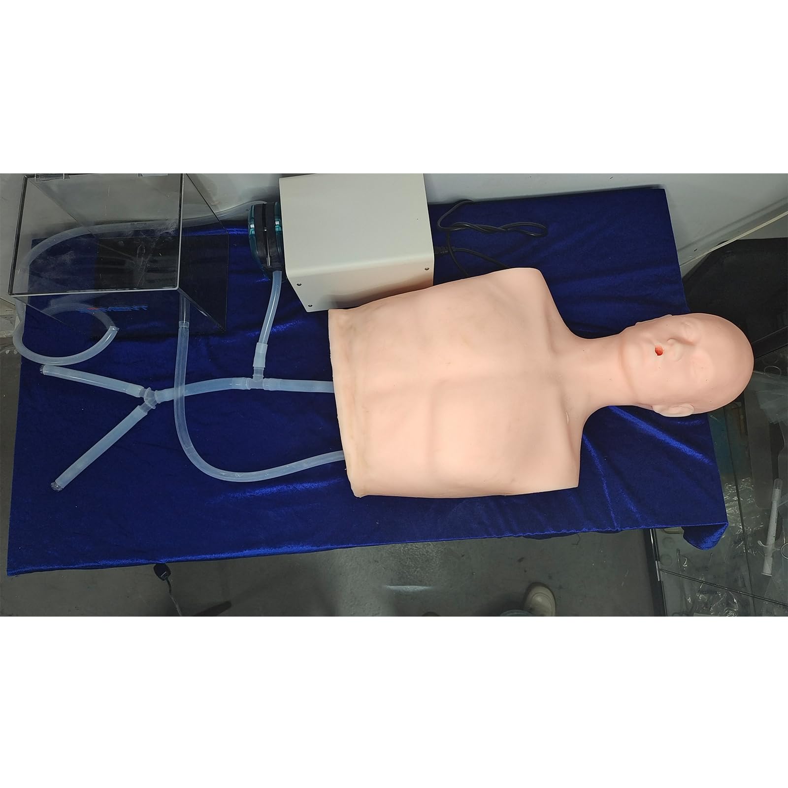 Understanding The Teeth chart: Laminated Wall Chart