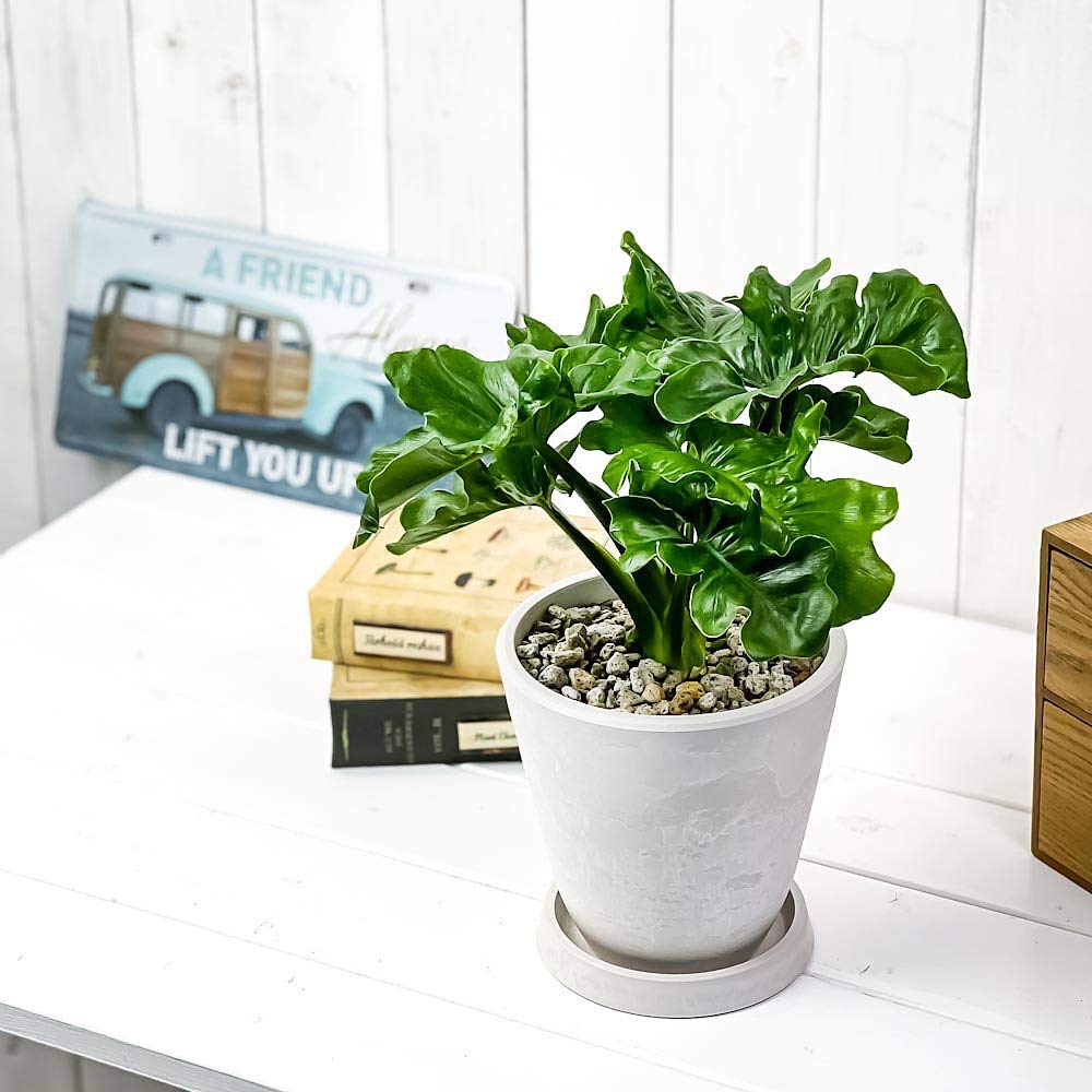 セローム ドワーフ 8号鉢つき 3株植え❗ セローム ドワーフ 8号鉢つき