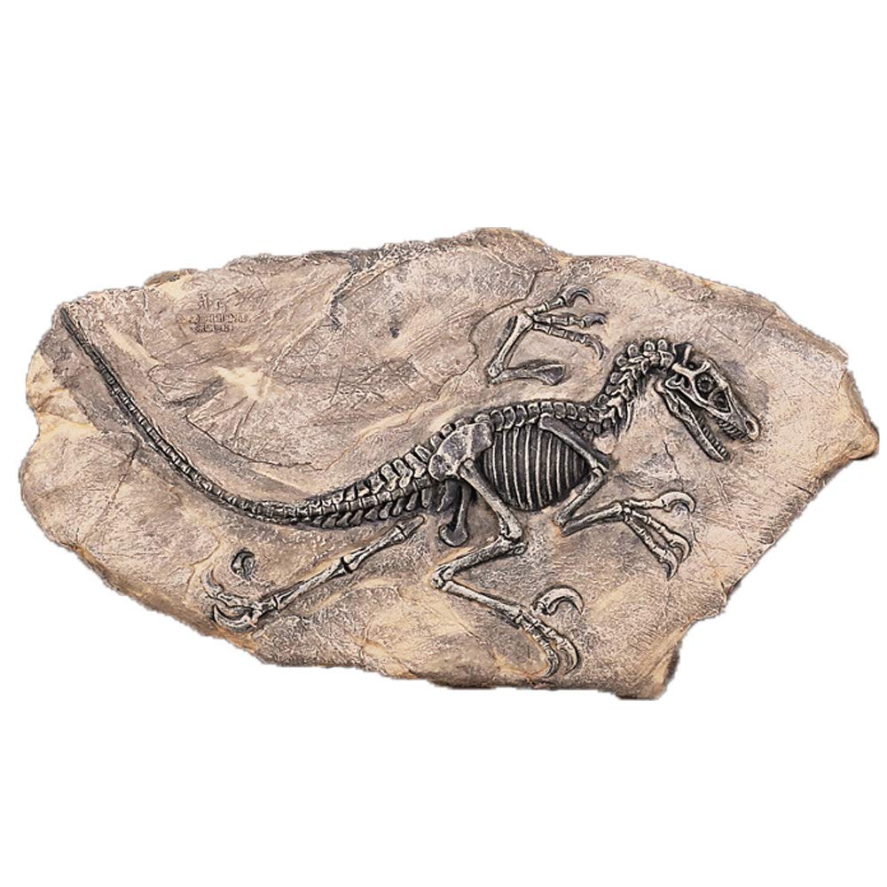 Voanzo The Product Picture Shows The Dinosaur Fossil Statue To Be Brown In Color. However, Details Do Not Provide This Information Explicitly. Therefore, Seller's Provided Color Value Of 'Brown' Is Confirmed And Should Used. Resin Dinosaur Fossil Statue Model Simulated Skeleton Home Office Display Decorative Craft Decoration
