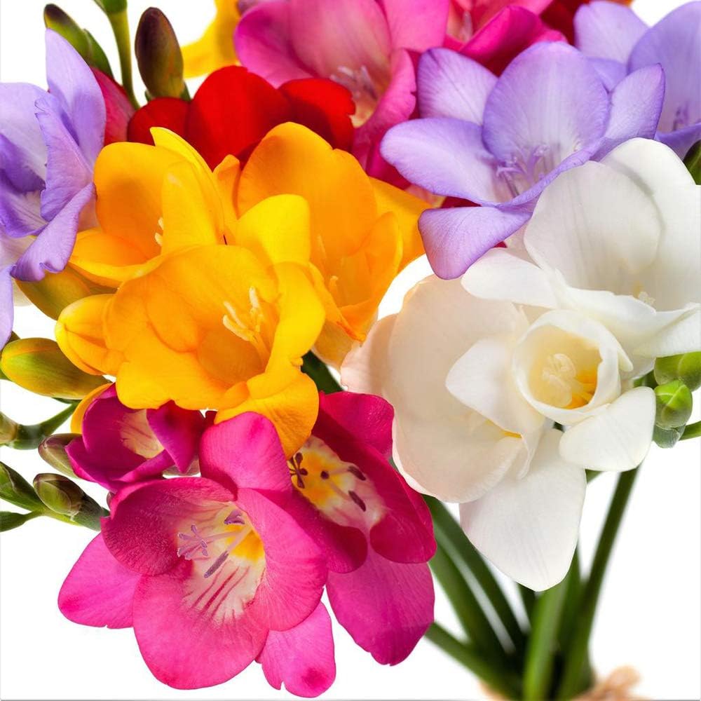 10 Single Mixed Freesia Bulbs - Very Fragrant Flower,Pink