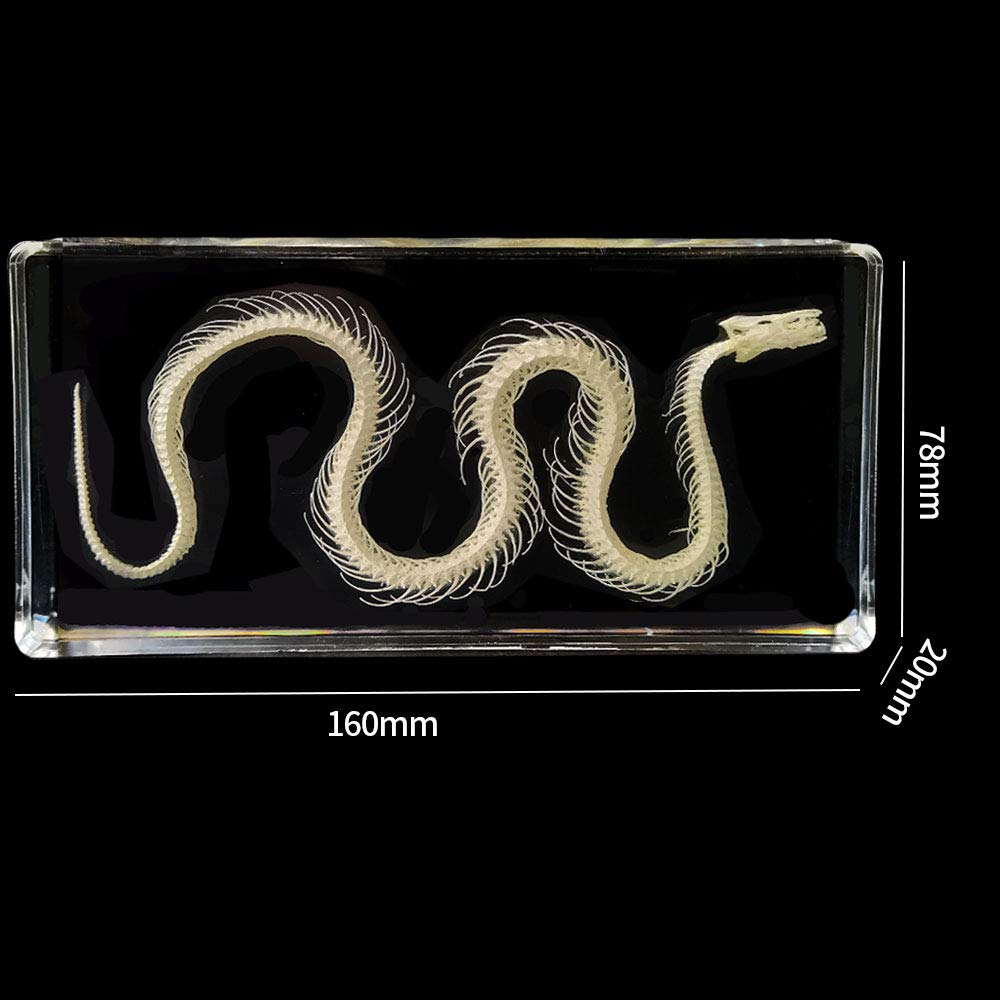 Amazon.co.jp: 科学教育者のためのヘビの骨格標本デスク文鎮剥製