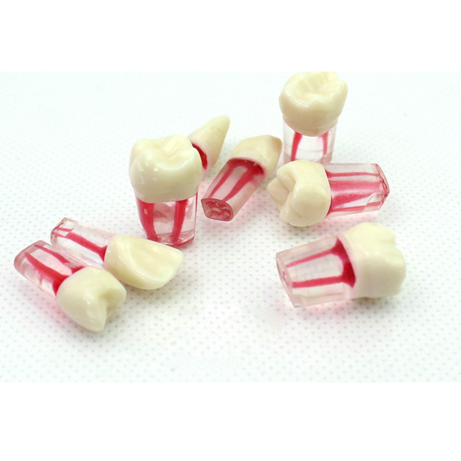 Model anatomiczny endodoncji dentystycznej z reprezentacją kanału korzeniowego do nauczania, 8 zębów, barwienie ścian rdzeniastych, narzędzie edukacyjne do treningu medycznego