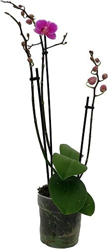 Miniatura 4 de Planta de orquídea polilla sorpresa - Phalaenopsis - Maceta de 4 pulgadas - Planta de casa fácil
