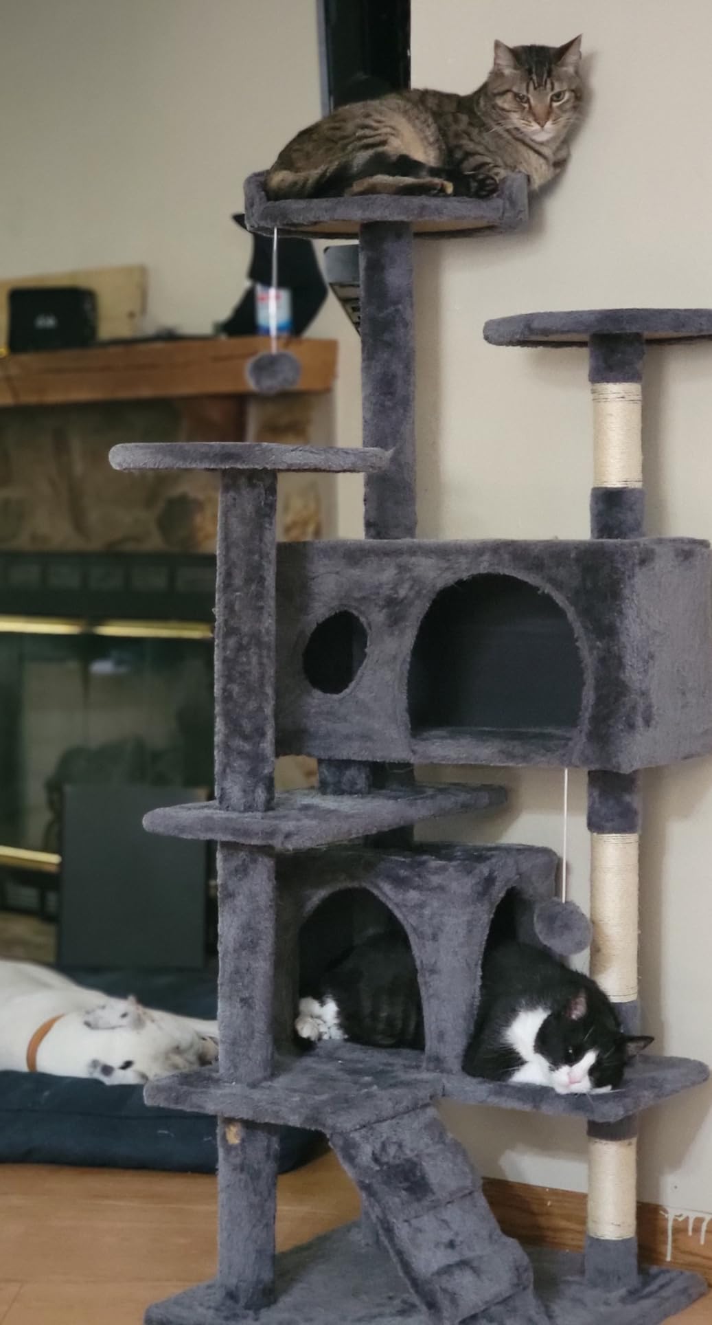 FDW Cat Tree 54in Cat Tower Multi-Level Durable Cat Scratching Post & Cozy Fun Cat Jumping Platform Space Saving Cat Condo Pet Play House for Indoor Cats,Dark Gray photo review