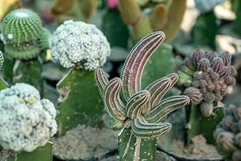 Amazon.com: HADIZ Stainless Steel Garden Tweezer Two Piece Set Amazon.com: HADIZ Stainless Steel Garden Tweezer Two Piece Set