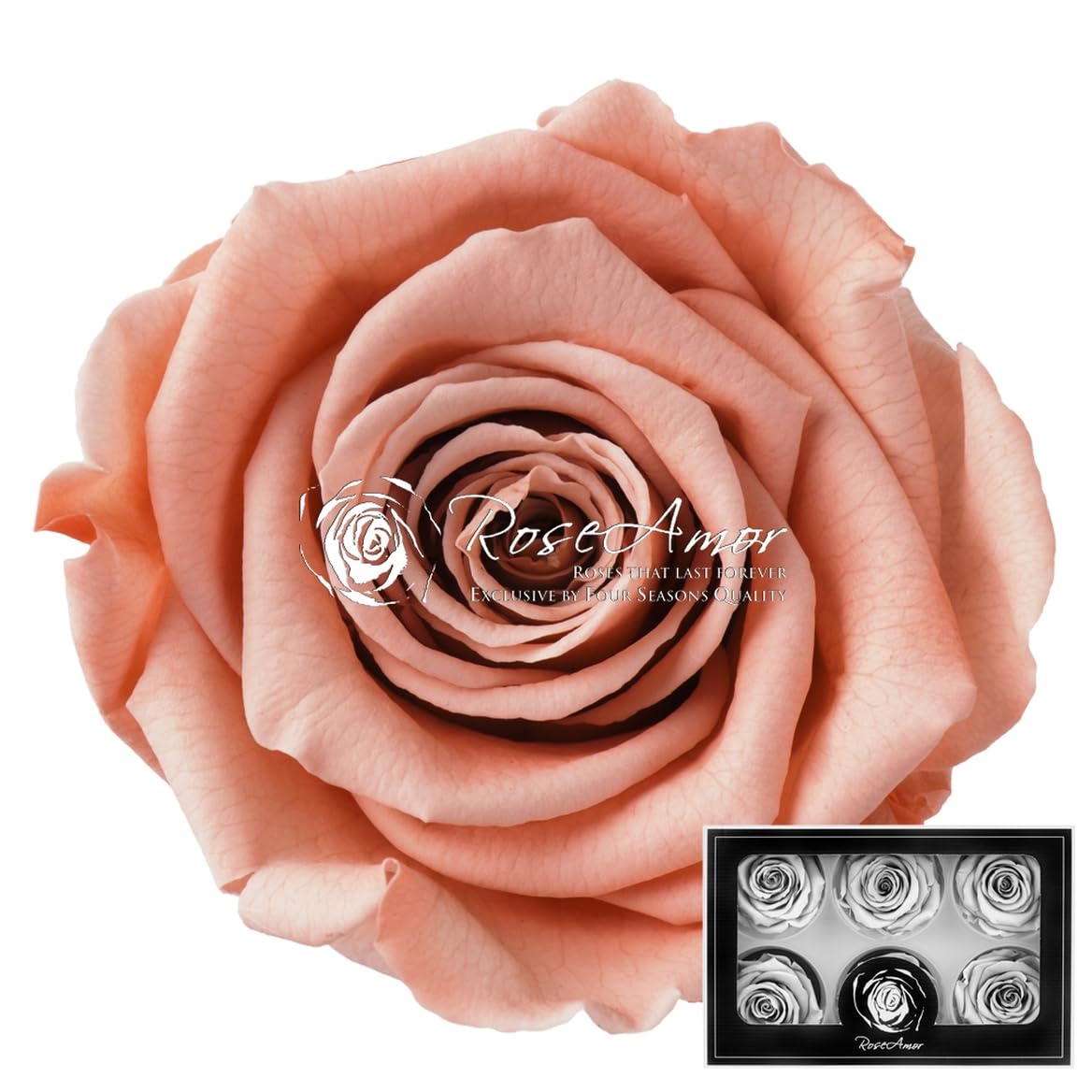 RoseAmor Stabilisierte Rosenbox - Echte Langzeitrosen für Ewige Schönheit & Dekoration – Exklusiv von Four Seasons Quality (Pfirsich, 6 Stück - ∅ 6 cm)
