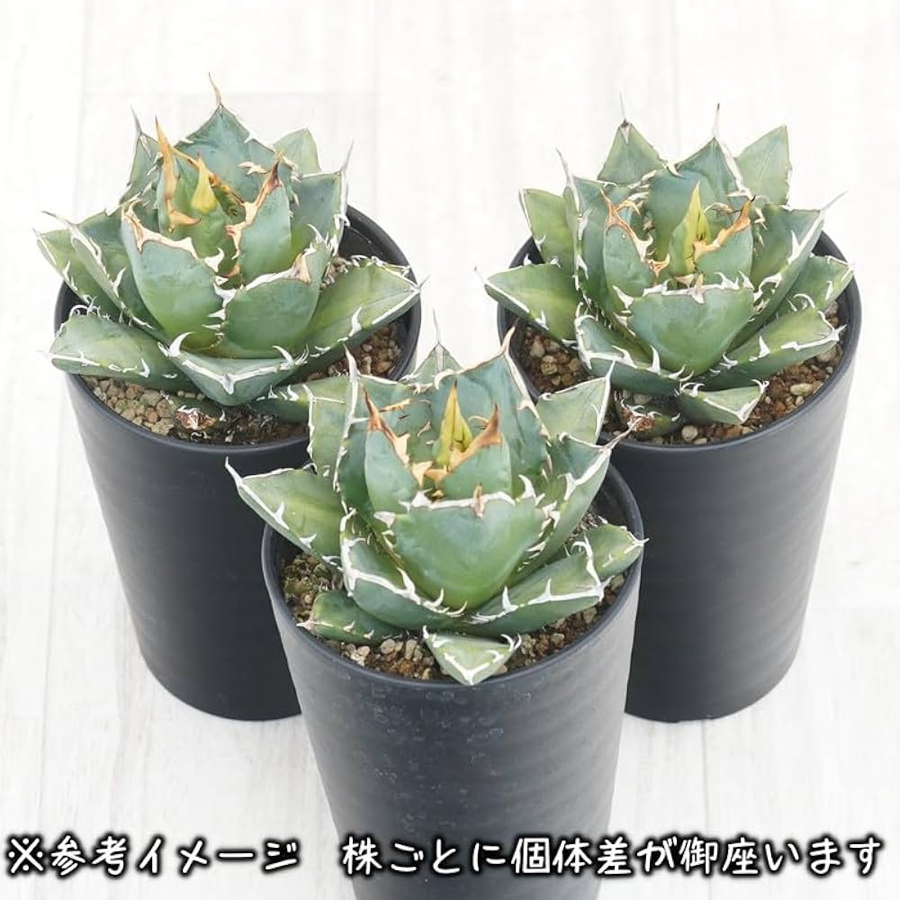 アガベ トライデント　三叉戟 hiiro】レア株 アガベ 三叉戟 子株 トライデント pup agave