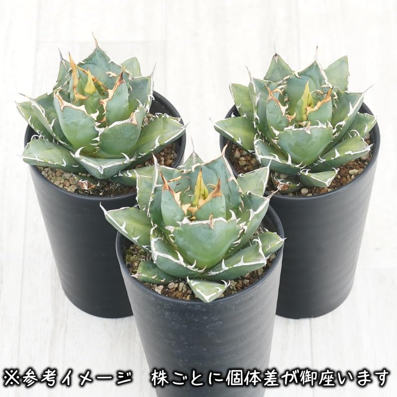 Amazon｜アガベ・チタノタ「三叉戟（トライデント）」 3.5号鉢｜観葉