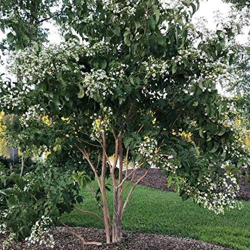 Temple of Bloom - Seven-Son Flower - 4" pot - Heptacodium - Proven Winners