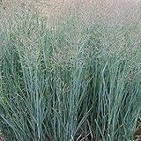 3 x Panicum virgatum 'Heavy Metal' 1 Liter (Ziergras/Gräser/Stauden/winterhart) Blaue RutenHirse