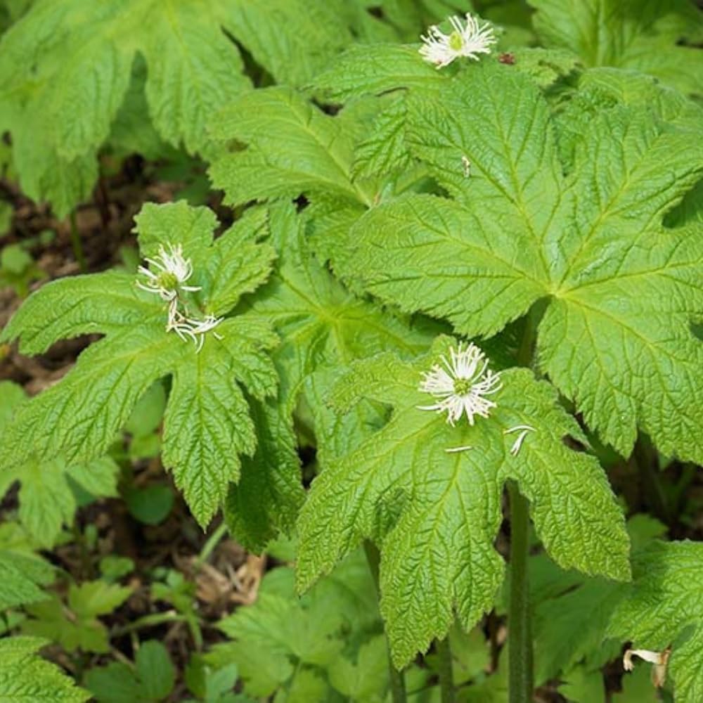 20 Goldenseal Plants Roots, Live Goldenseal Herb Roots for Outdoor Planting