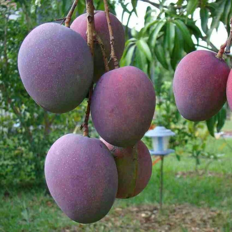 Miyazaki Mango Grafted Live World?s Costliest Purple Original Miyazaki Mango Plant Pack Of 1 - Variety : Taiyo No Tamago Plant Height- 2 Ft To 3 Ft