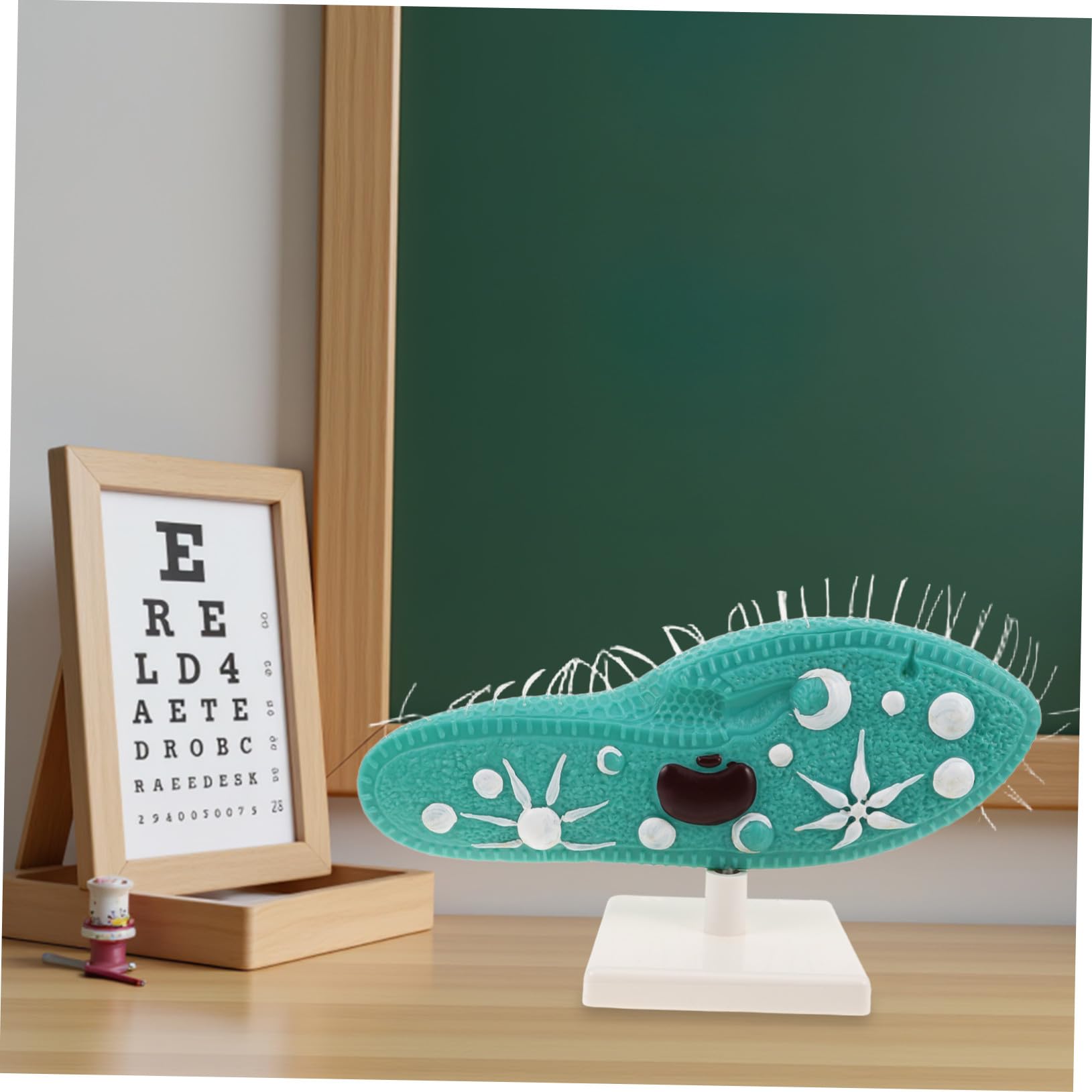 Biologie Lernhilfe Protozoenmodell mit Stabilem Ständer und Detailliertem Ziliendesign für Biologieunterricht in Schule aus PVC