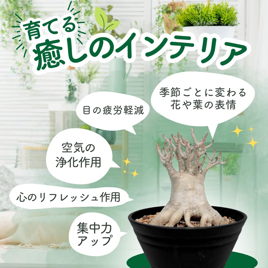 Amazon｜アデニウム アラビカム 鉢植え 砂漠のバラ デザートローズ