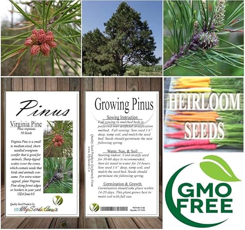 Pinus Virginiana (Virginia Pine, Scrub Pine, Jersey Pine) Tree Seed, Short Yellow-Green Needles, Light Brown Cones, You Choose The Quantity (1 Pack) #TOP6