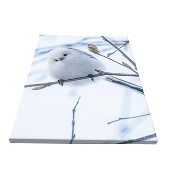 鳥のアートスタイル Amazon.co.jp: シマエナガ かわいい 鳥 パネル ポスタシー