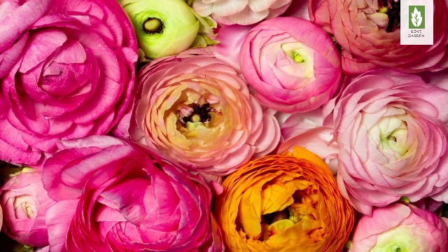 Ranunculus Bulbi Rare Specie Bouquet Vitalità Rilasciare Splendida