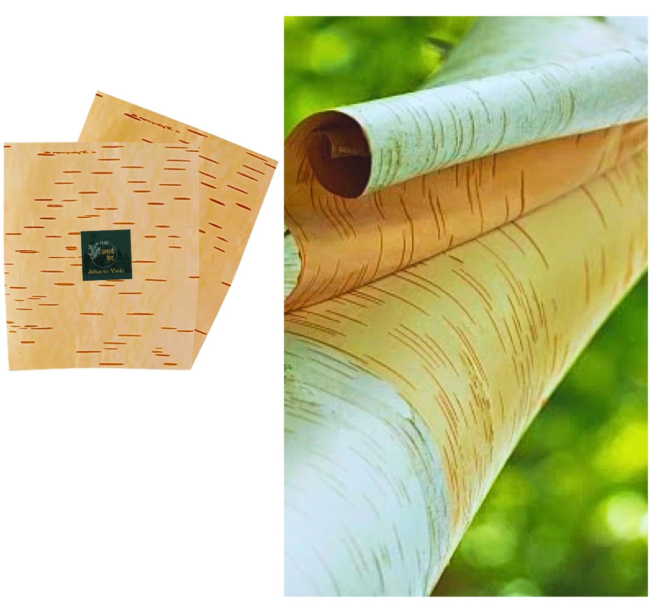 The Atharva-Veda Bhojpatra Original Leaf, XL Size (25*18 cm), Off-White, Bhojpatra Paper for Rituals, Pooja, Yantra (1pc)